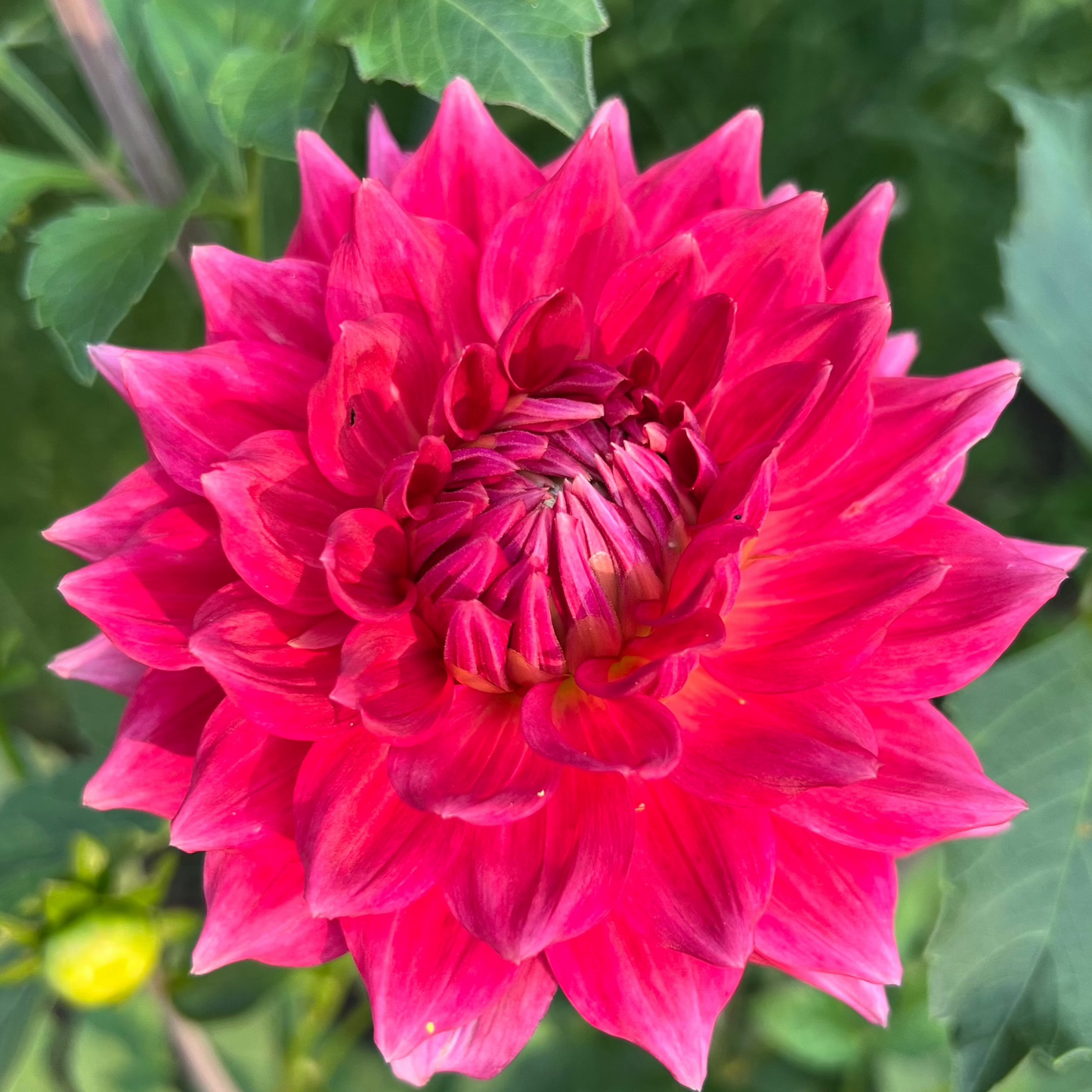 'Amelia Jay' Tuber