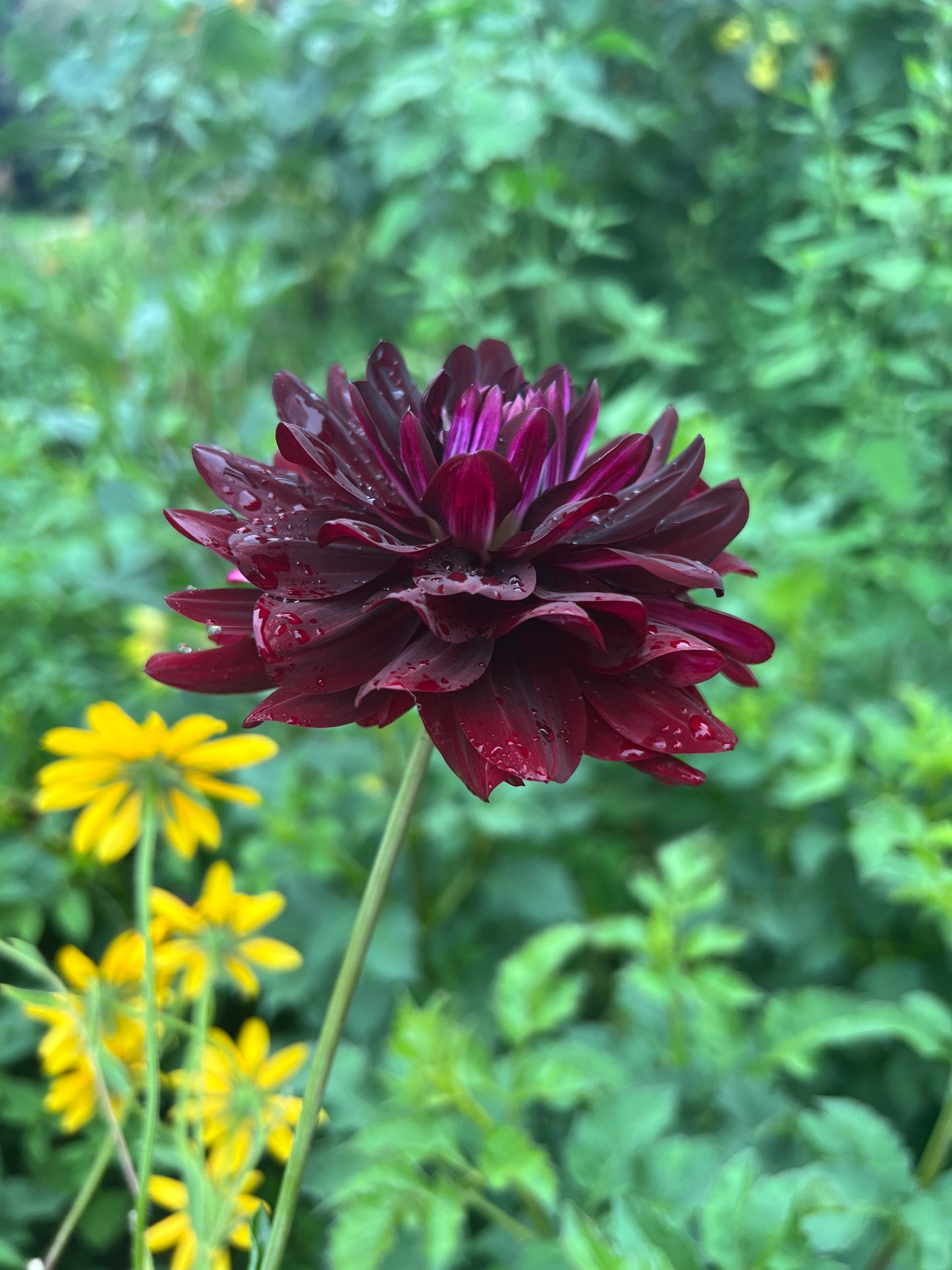 'Hollyhill Black Beauty' Tuber SPRING SHIP PRESALE