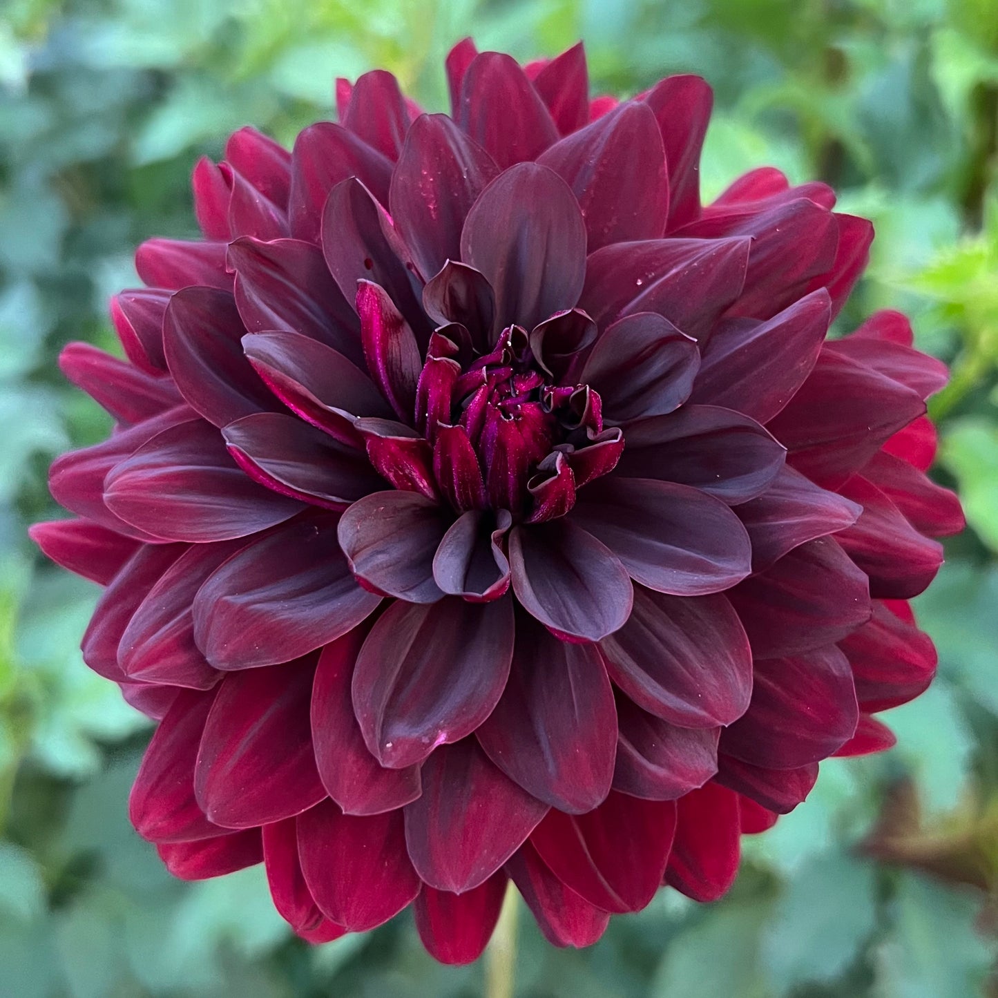 'Hollyhill Black Beauty' Tuber SPRING SHIP PRESALE