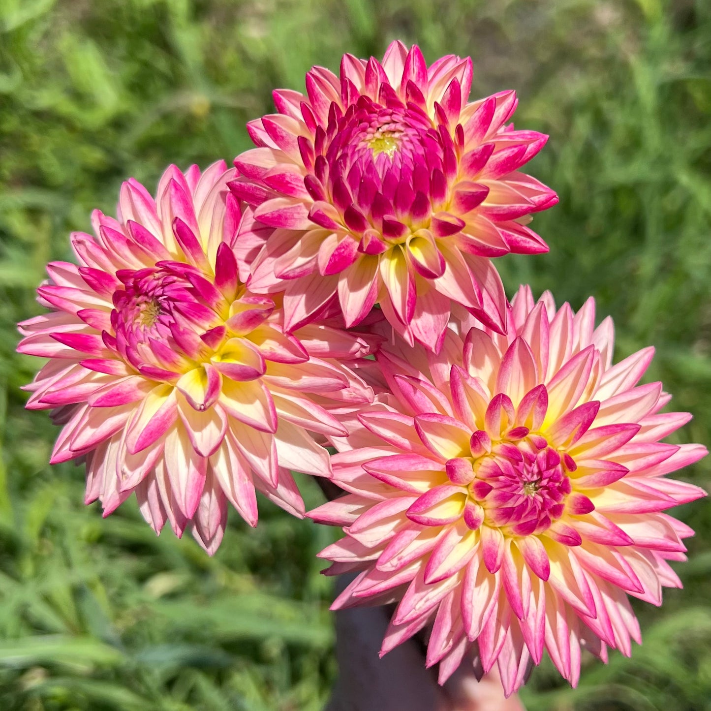 'Valley Porcupine' Tuber