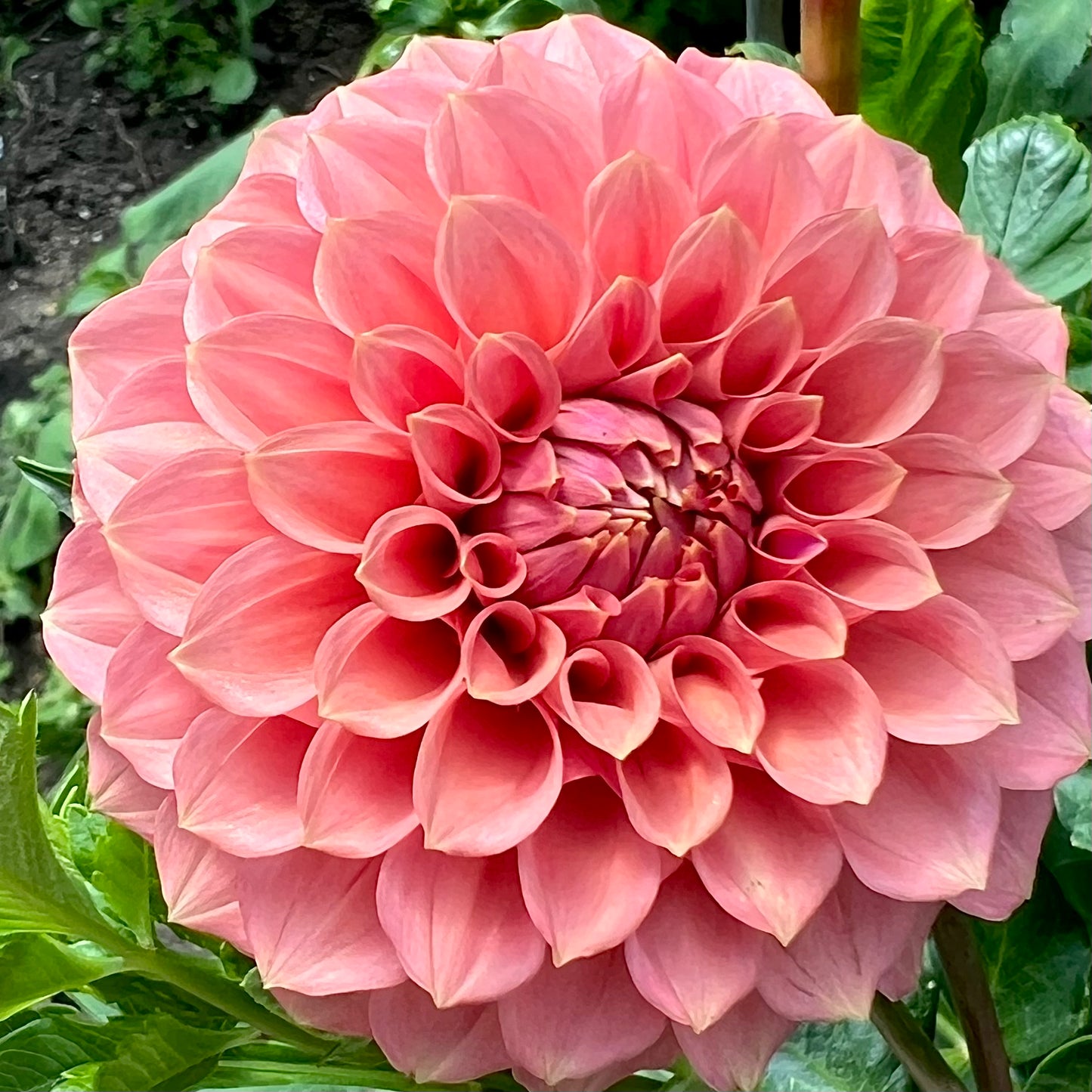 'KA's® Keltie Rose' Tuber