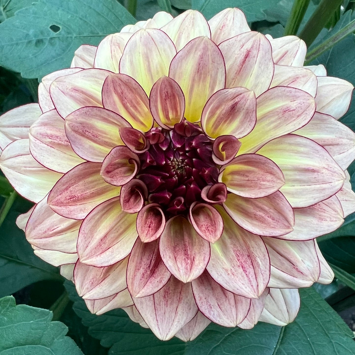 'KA's® Mocha Katie' Tuber