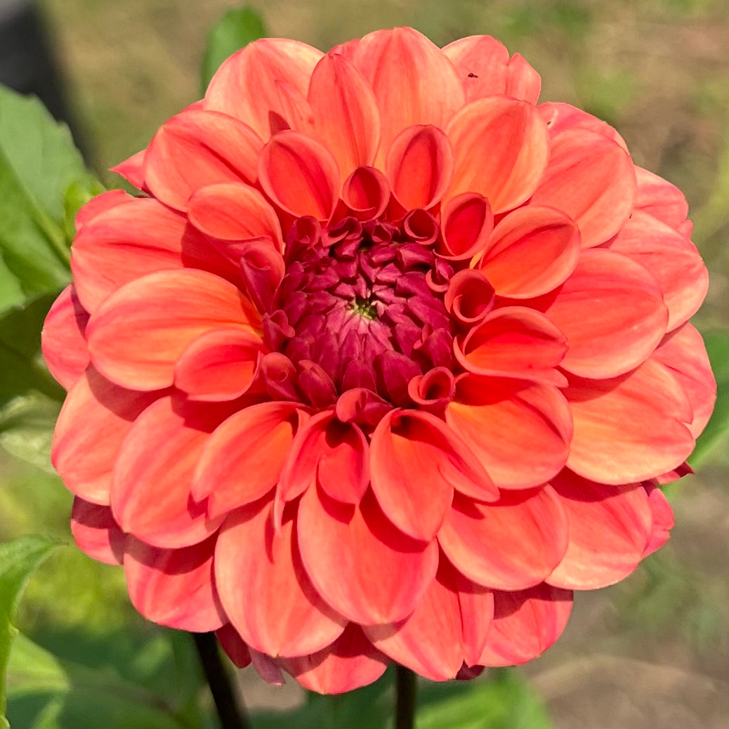 'Ice Tea' Tuber