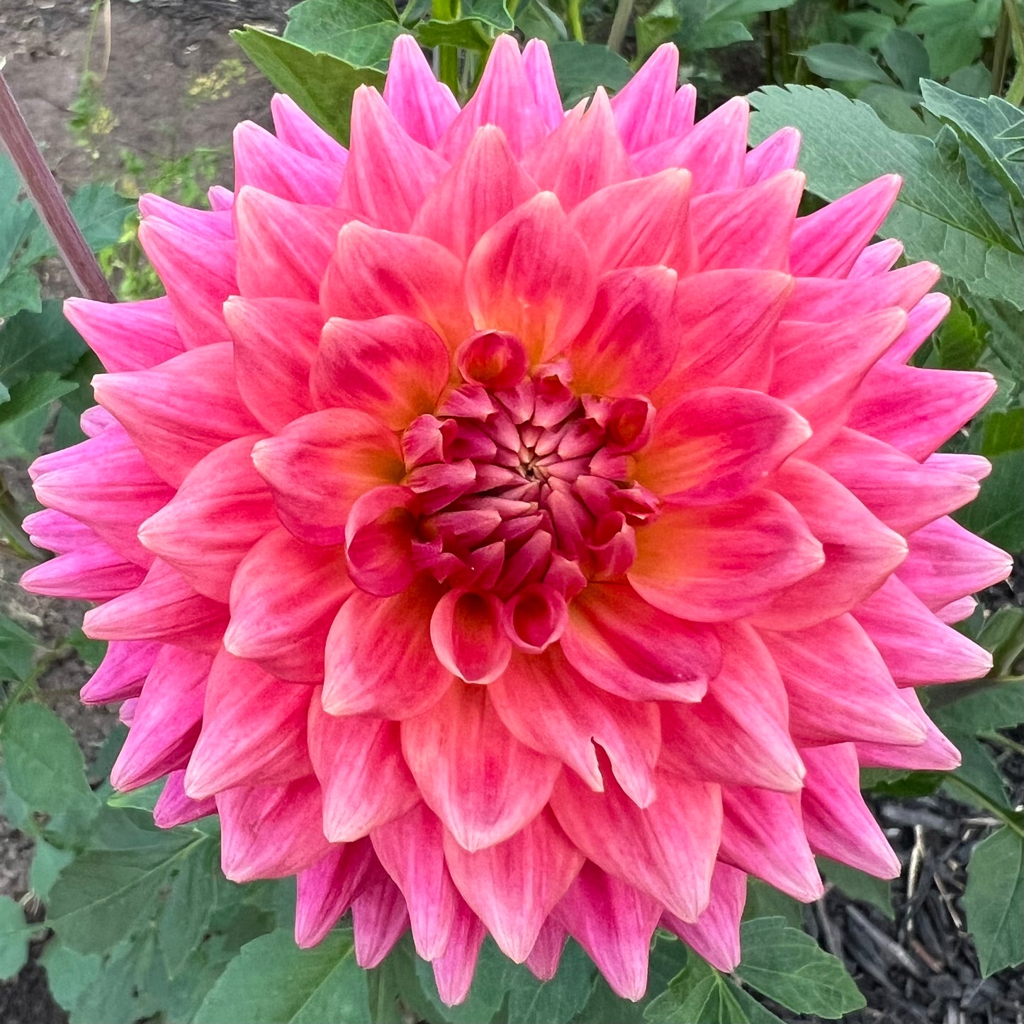 'Amelia Jay' Tuber