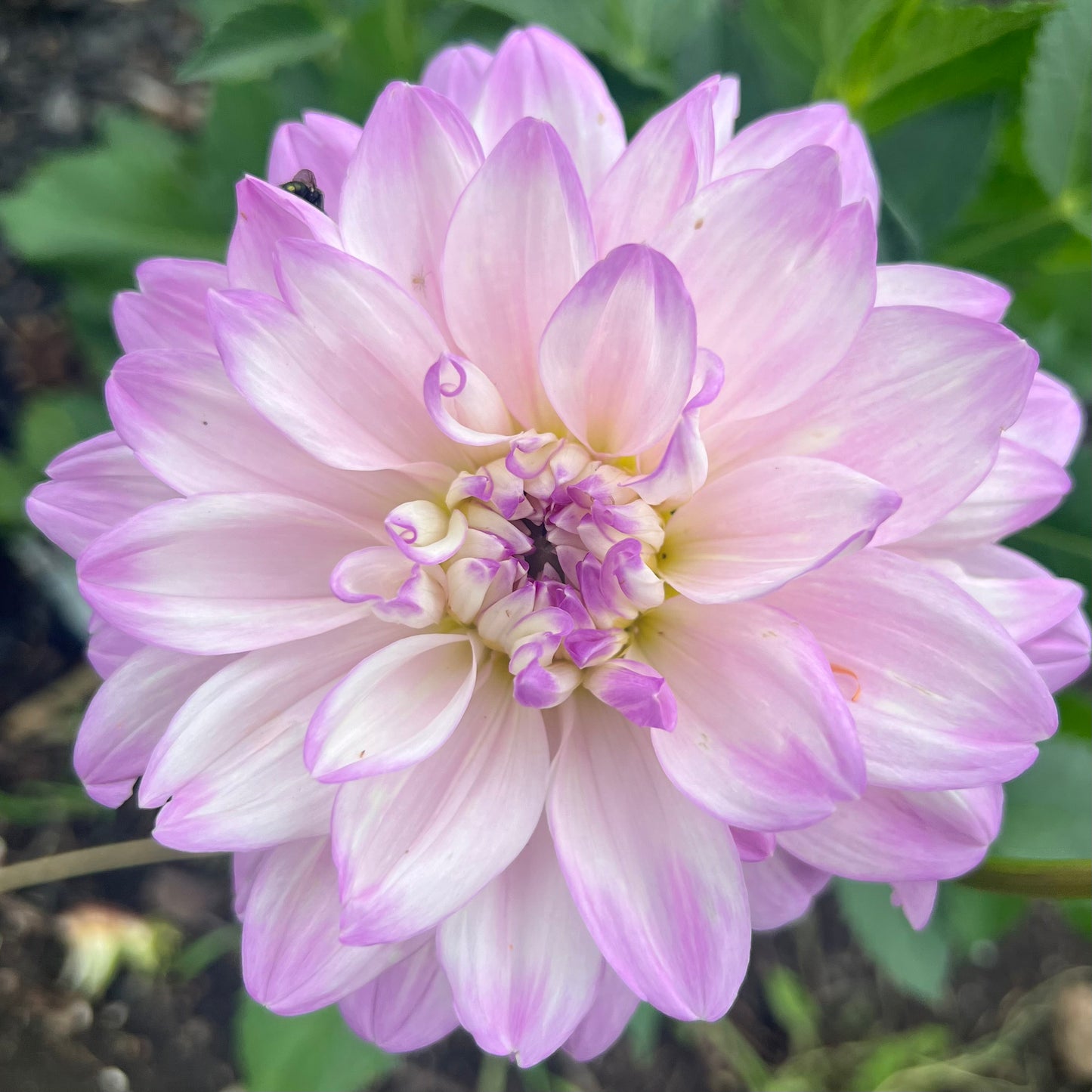 'Mikayla Miranda' Tuber SPRING SHIP PRESALE