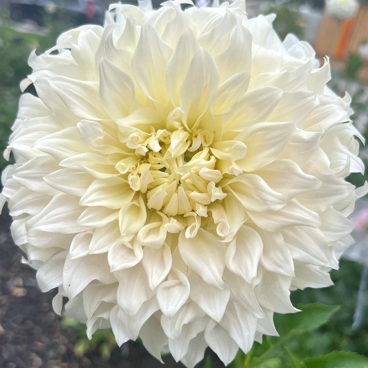 'Bloomquist Sam' Tuber