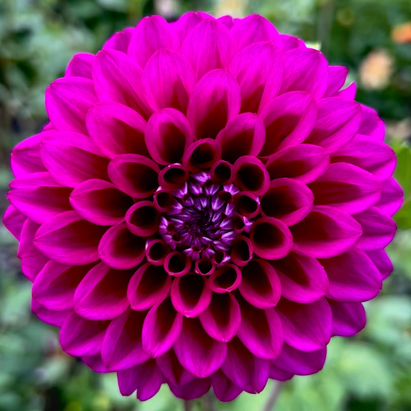 'Purple Joy' Tuber SPRING SHIP PRESALE