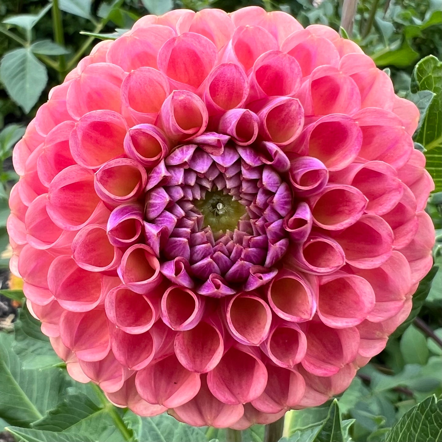 'Caitlin's Joy' Tuber SPRING SHIP PRESALE
