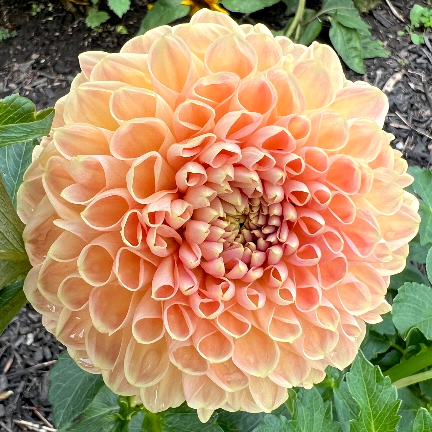 'Crichton Honey' Tuber