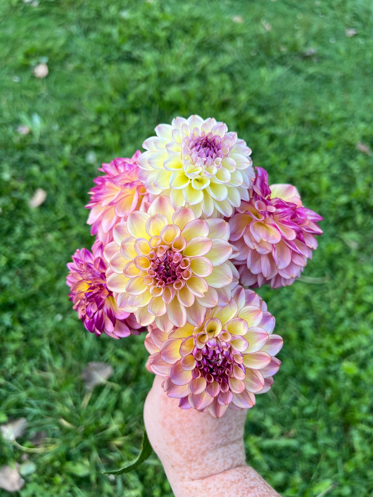 'Ferncliff Thunder' Tuber