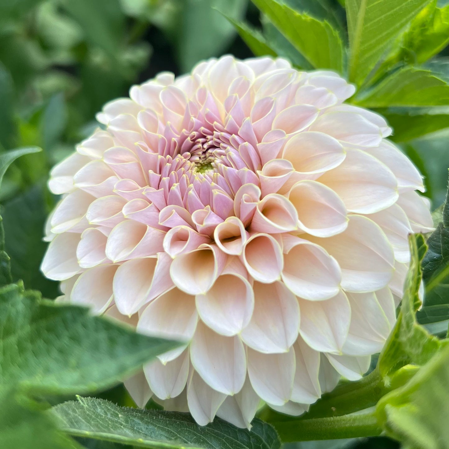 'KA's® Cinder Rose' Tuber