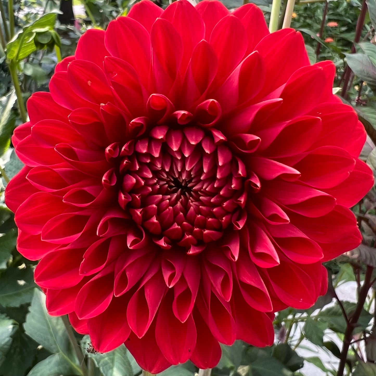 'Audrey Grace' Tuber