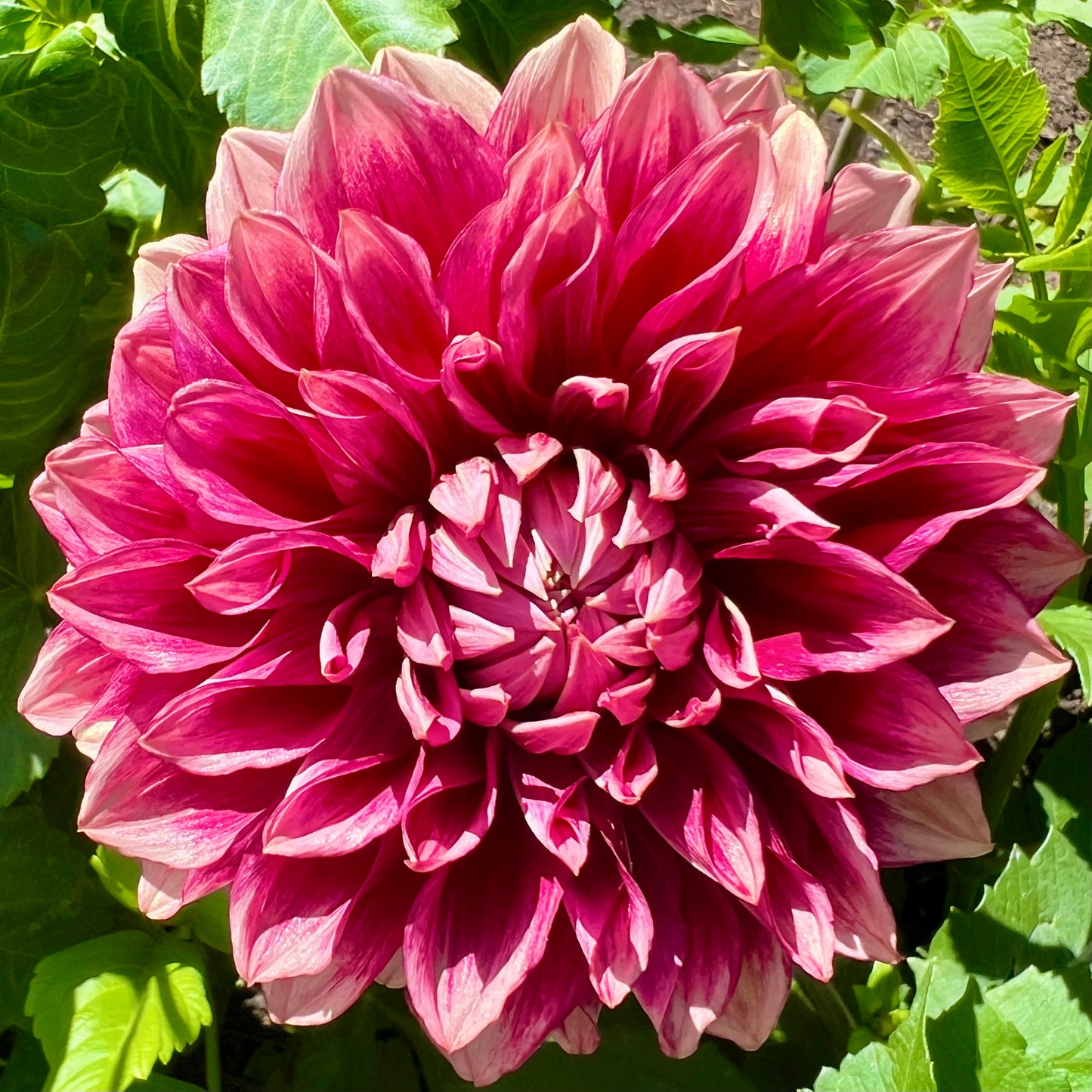 'Bloomquist York' Tuber