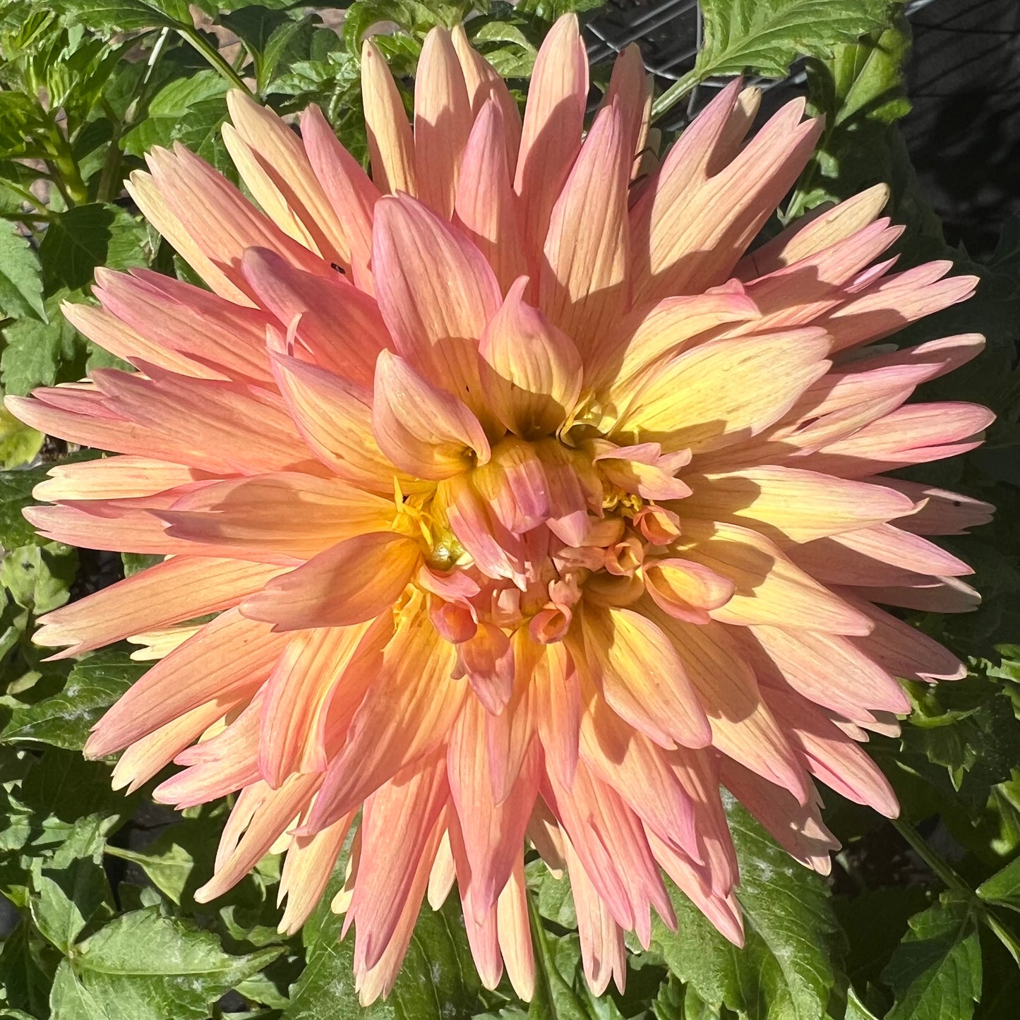 'Bear Creek Sunrise' Tuber