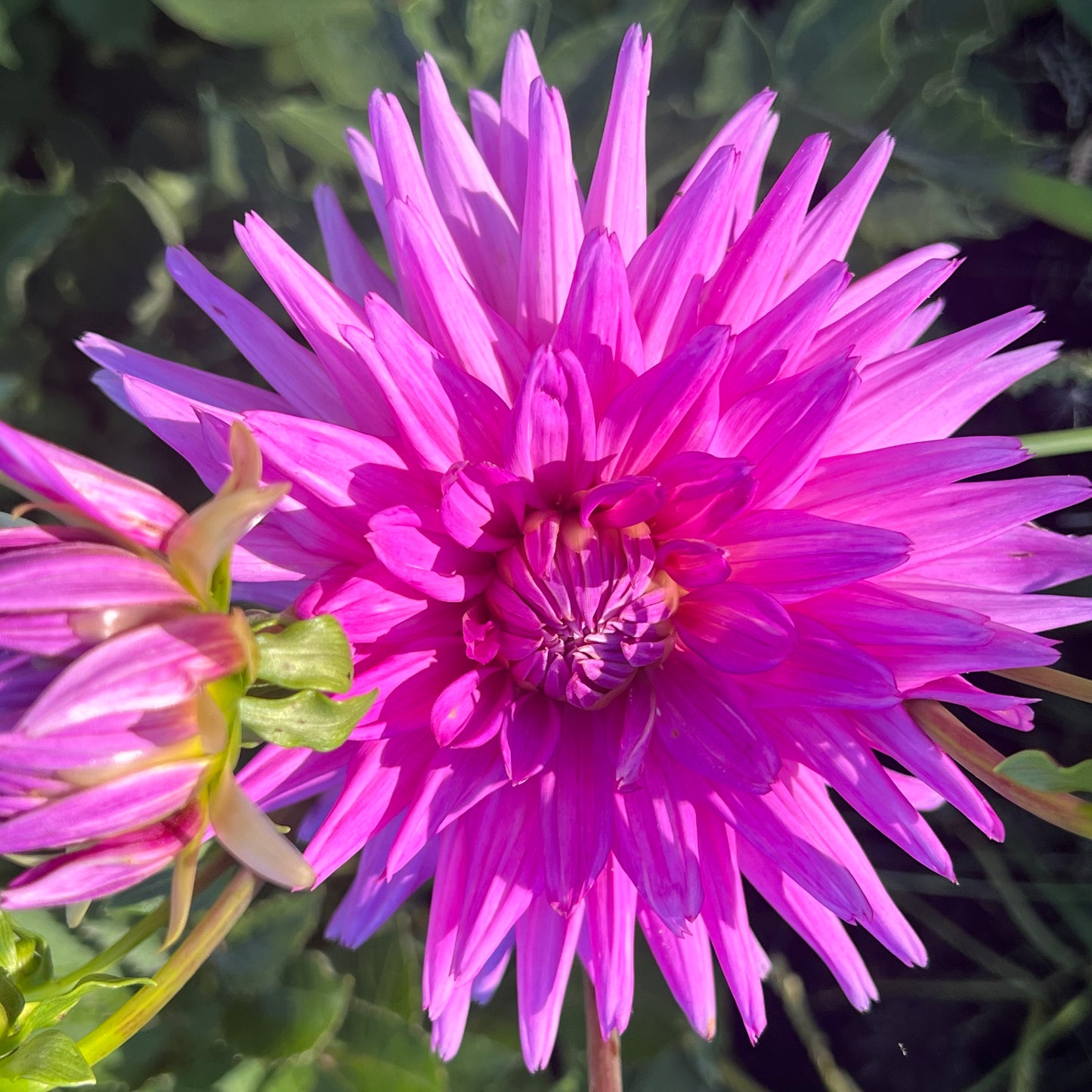 'Maks Sorbet' Tuber