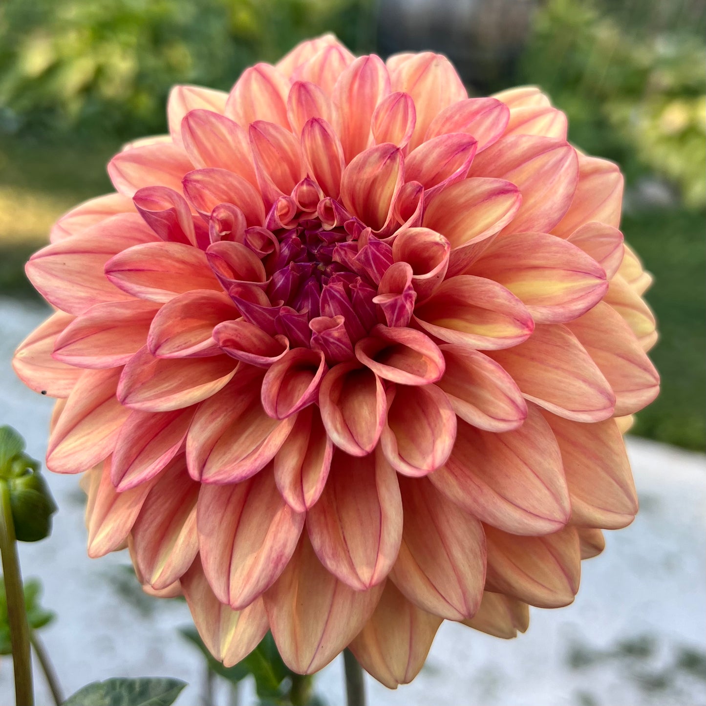 'Ferncliff Copper' Tuber