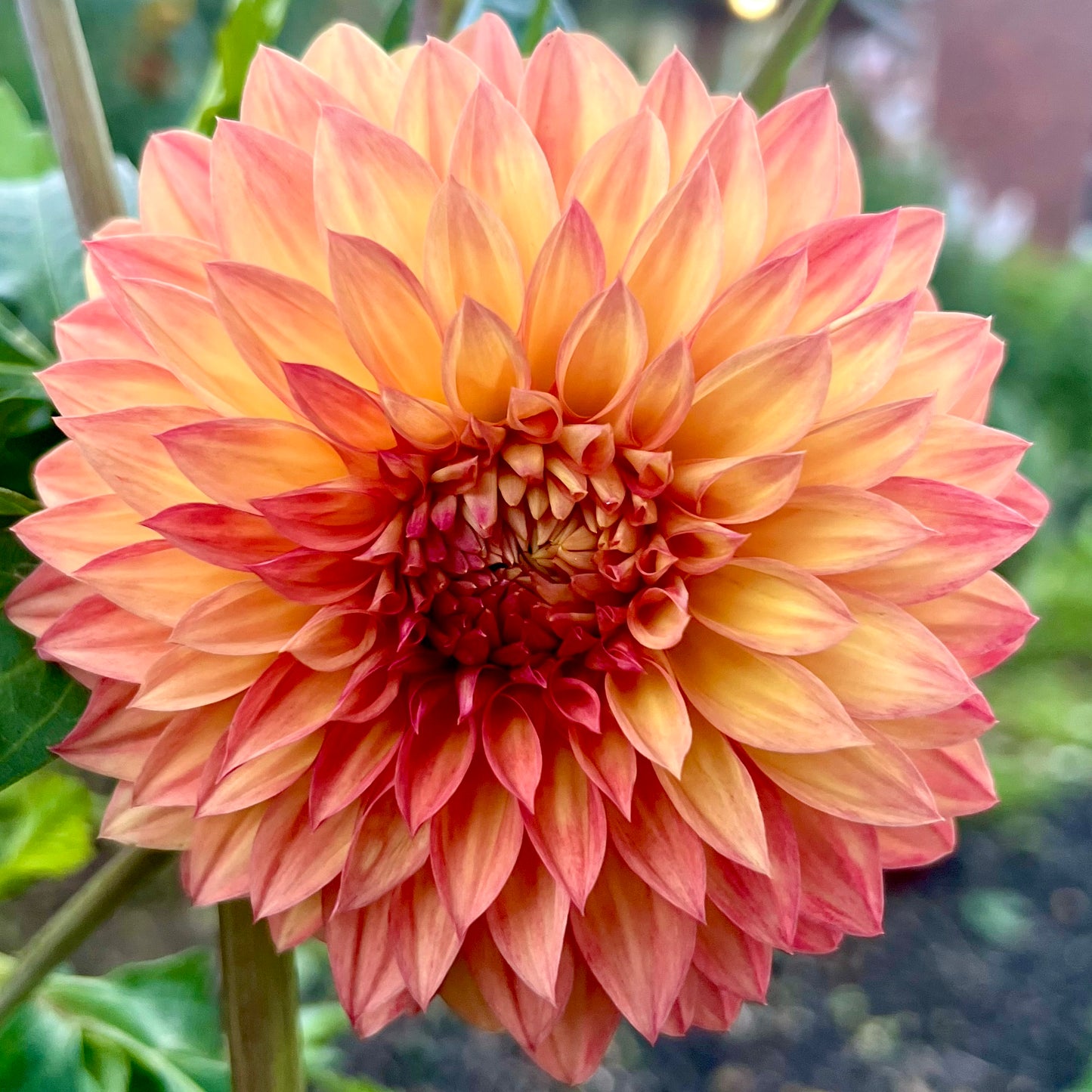 'Verrone's Sandra J' Tuber