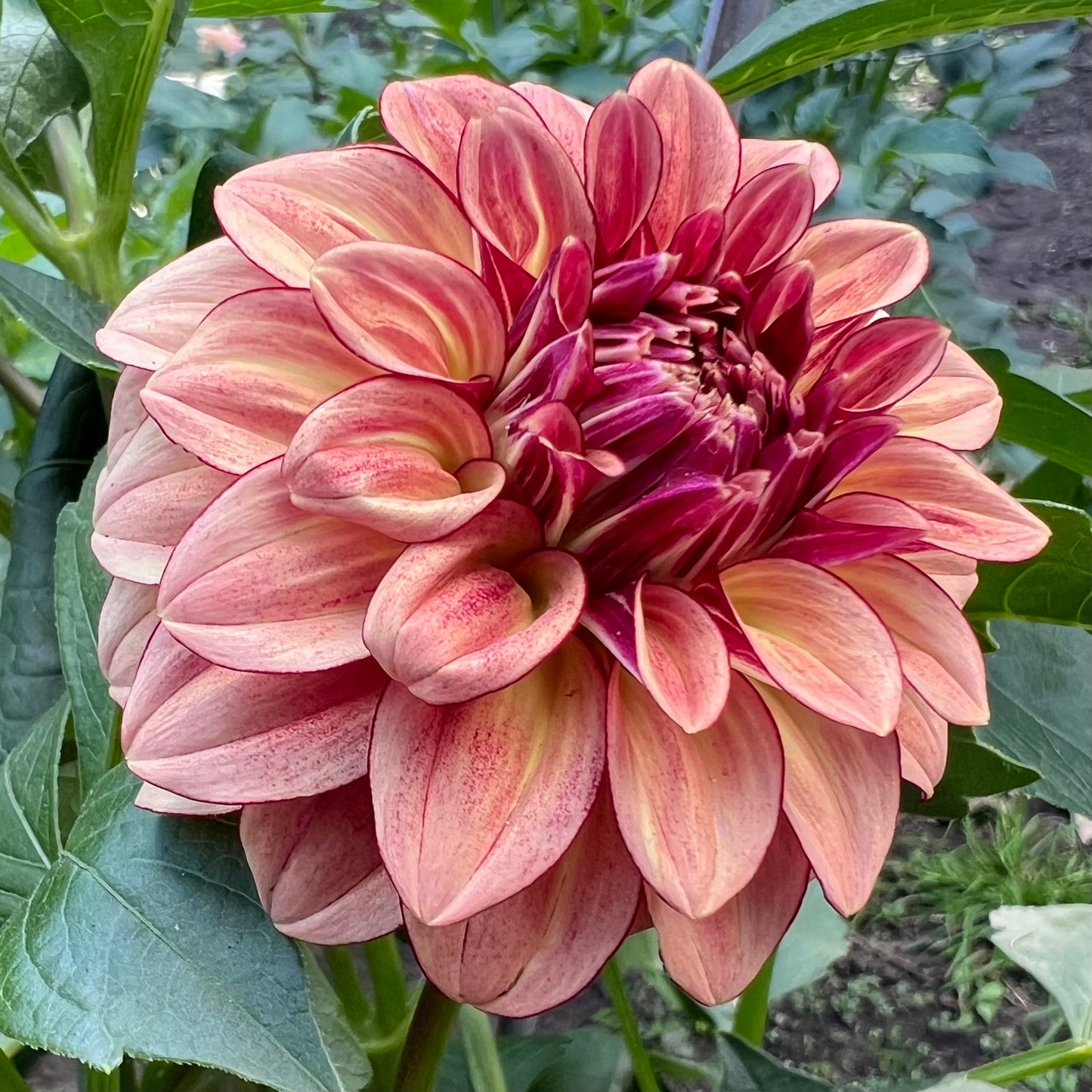 'KA's® Mocha Katie' Tuber