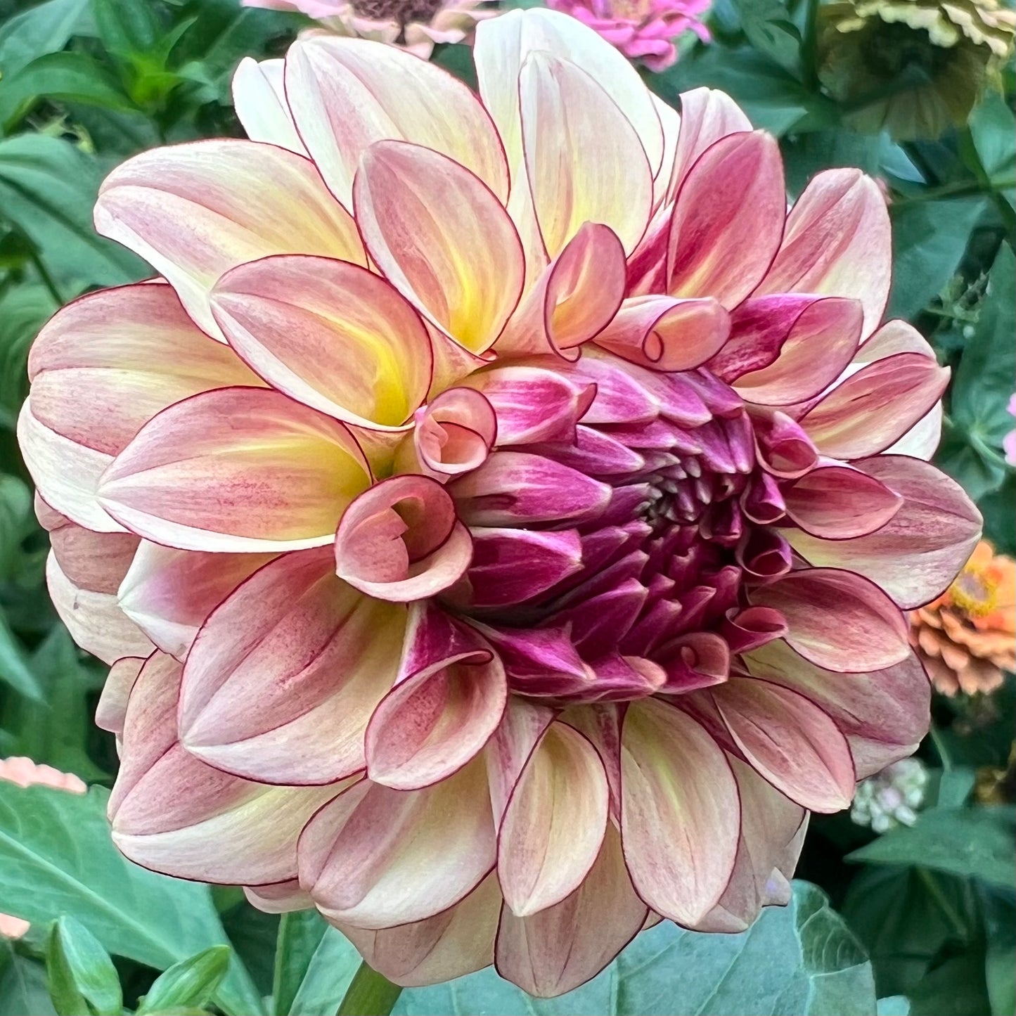 'KA's® Mocha Katie' Tuber