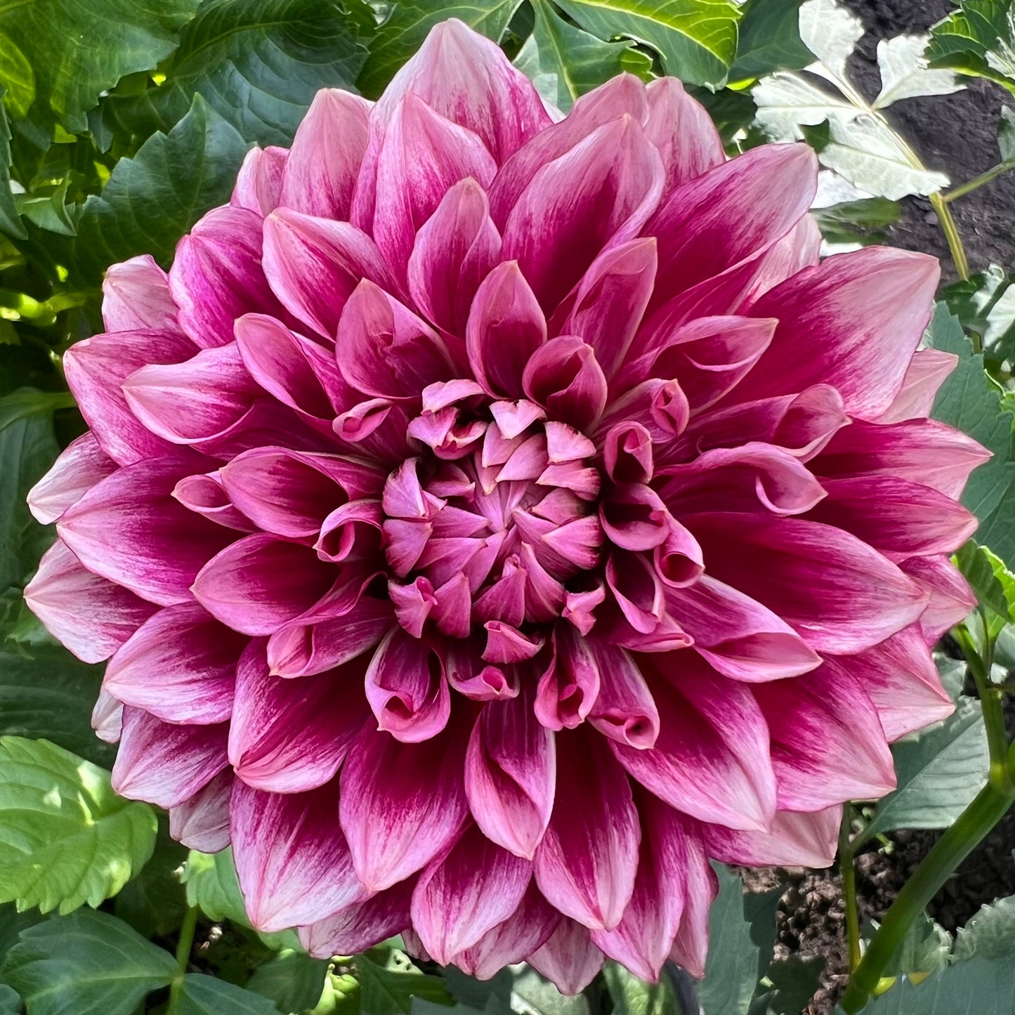 'Bloomquist York' Rooted Cutting SPRING SHIP PRESALE
