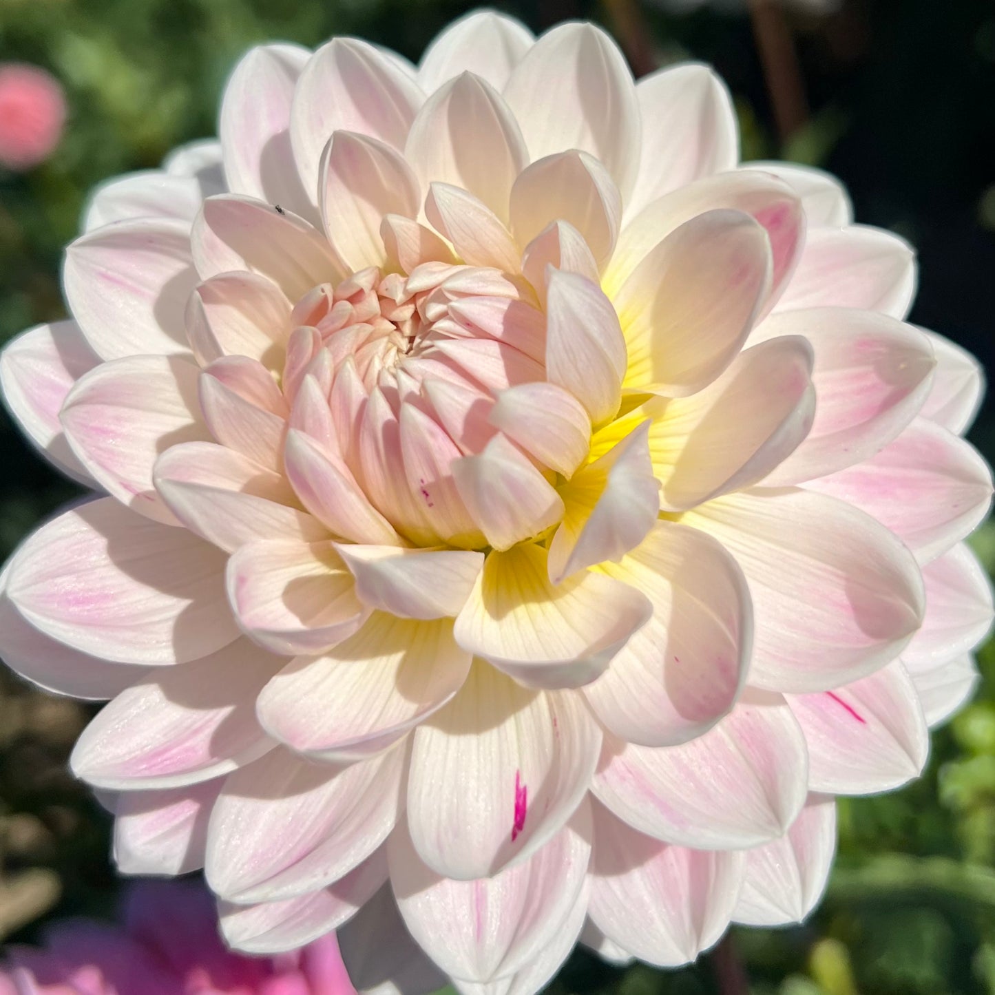 'Kelgai Ann' Rooted Cutting SPRING SHIP PRESALE