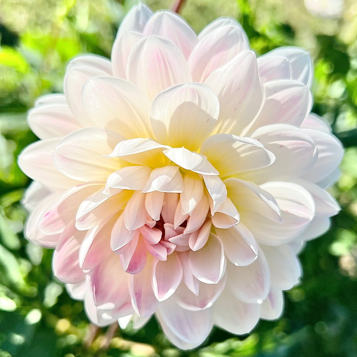 'Kelgai Ann' Rooted Cutting SPRING SHIP PRESALE