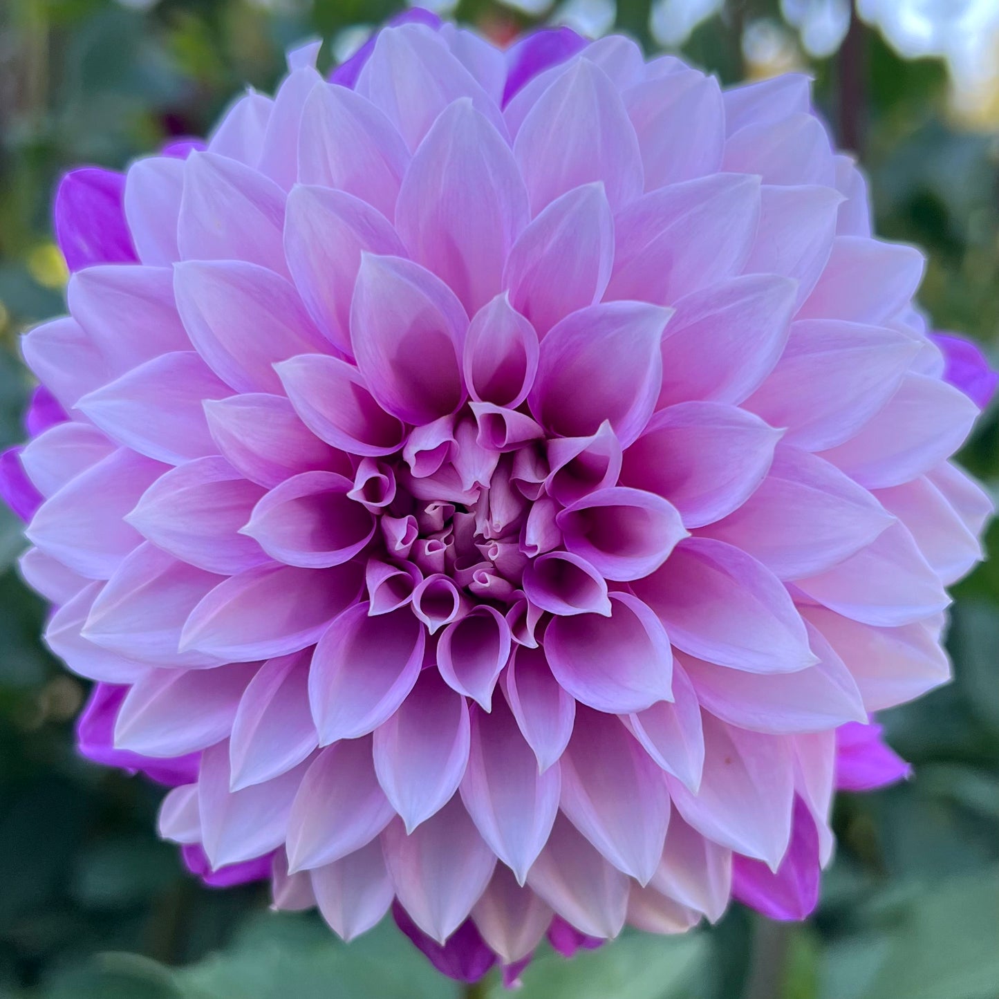 'Amelia Bedelia' Tuber