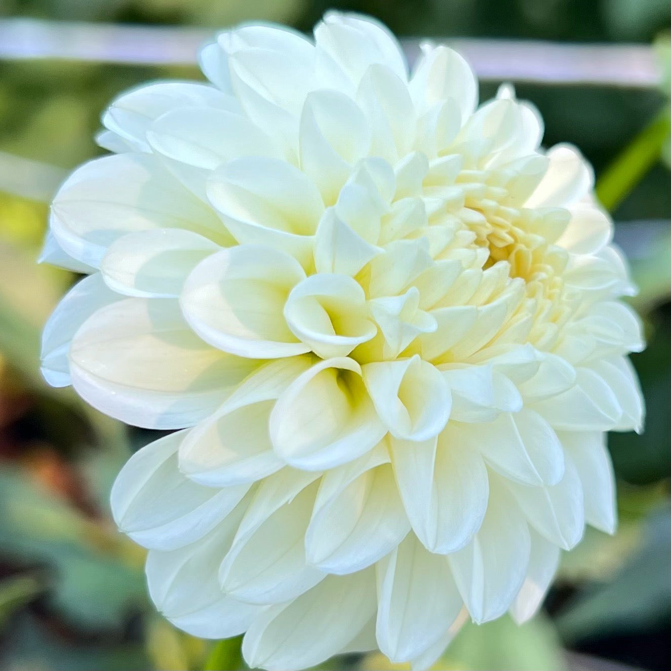 'Ferncliff Snowdrop' Rooted Cutting SPRING SHIP PRESALE