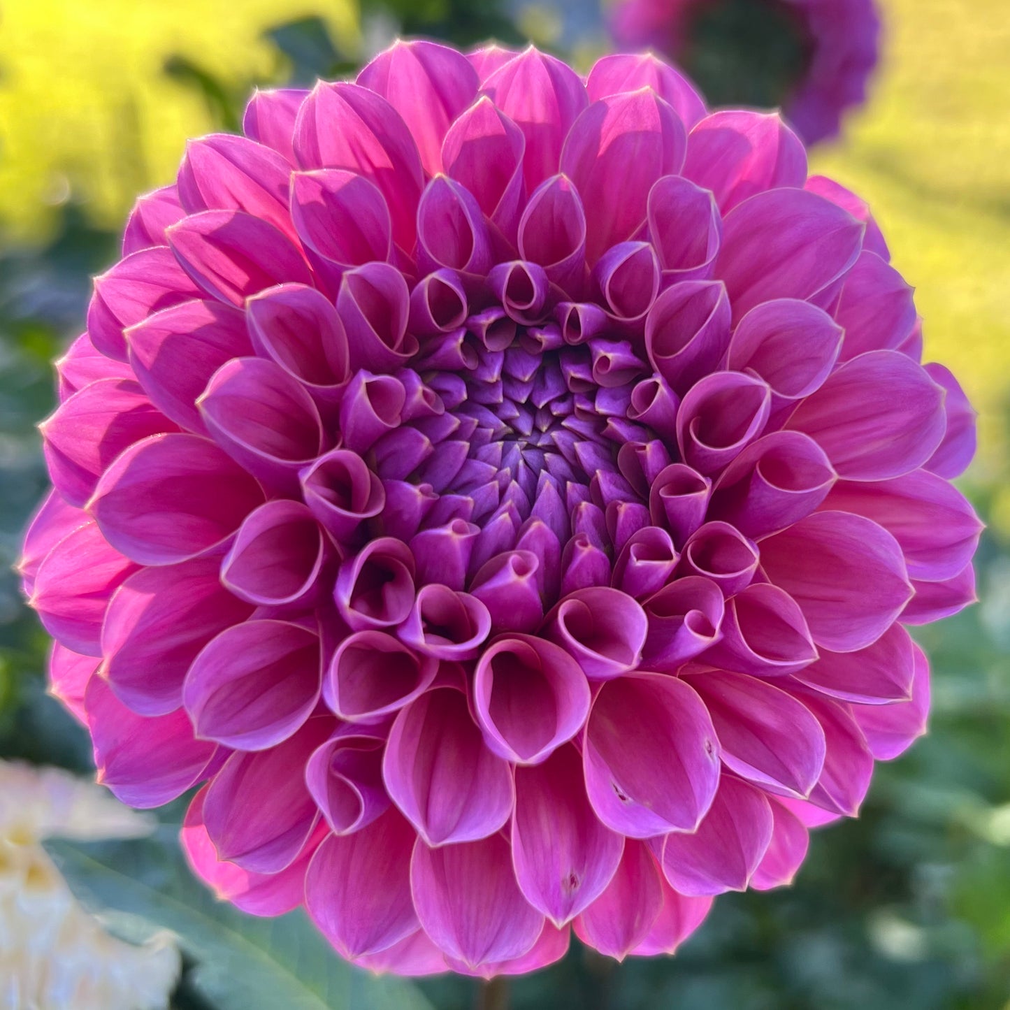 'GC Pink Lemonade' Tuber
