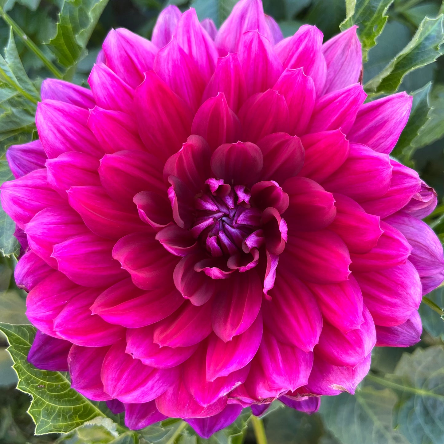 'Hollyhill Pandora' Tuber