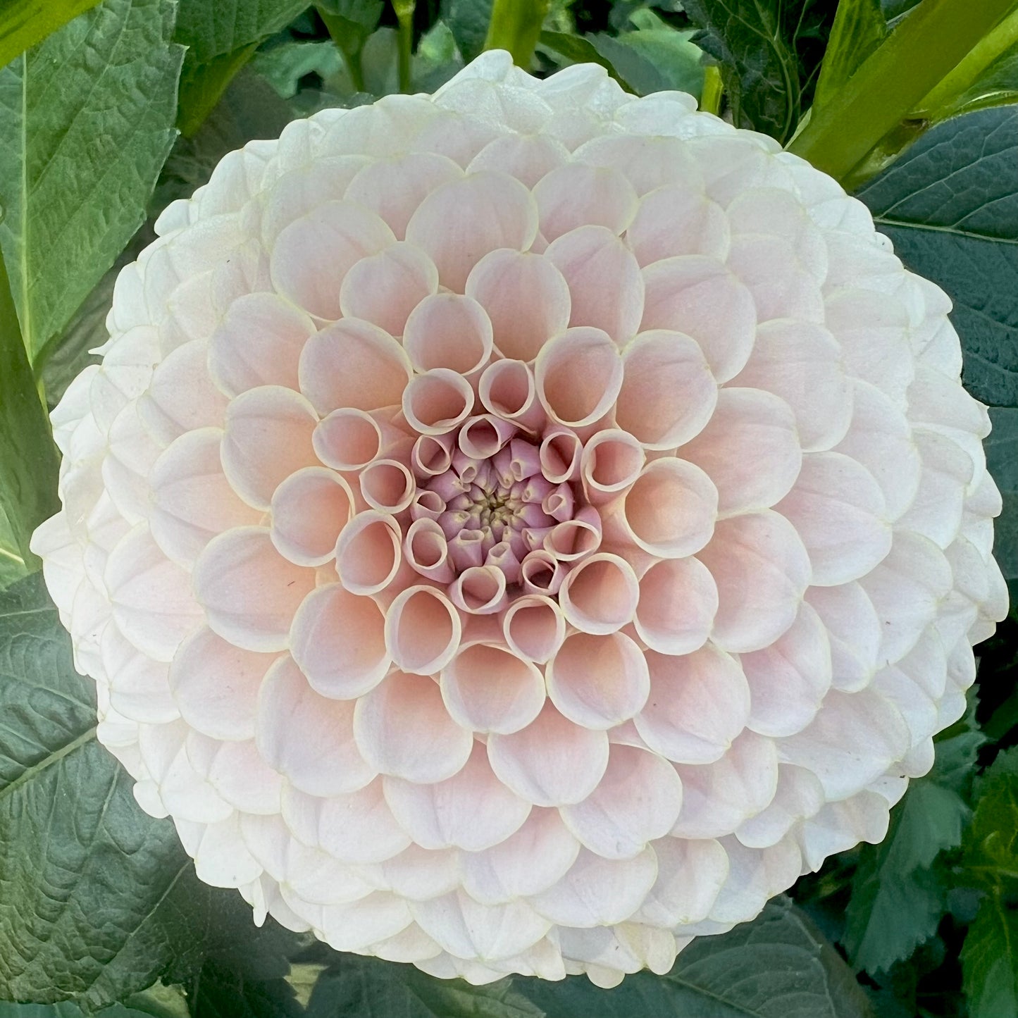 'KA's® Cinder Rose' Tuber