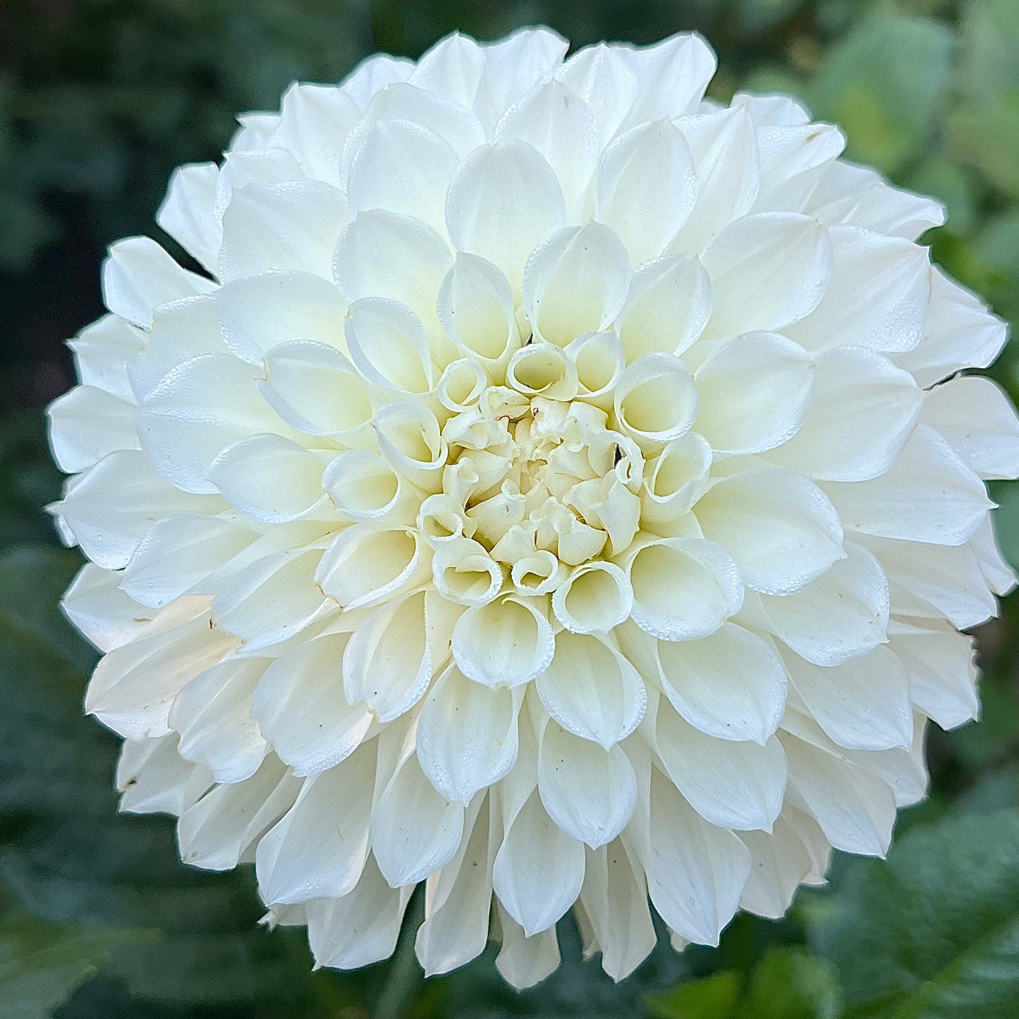 'KA's® Bella Luna' Rooted Cutting SPRING SHIP PRESALE