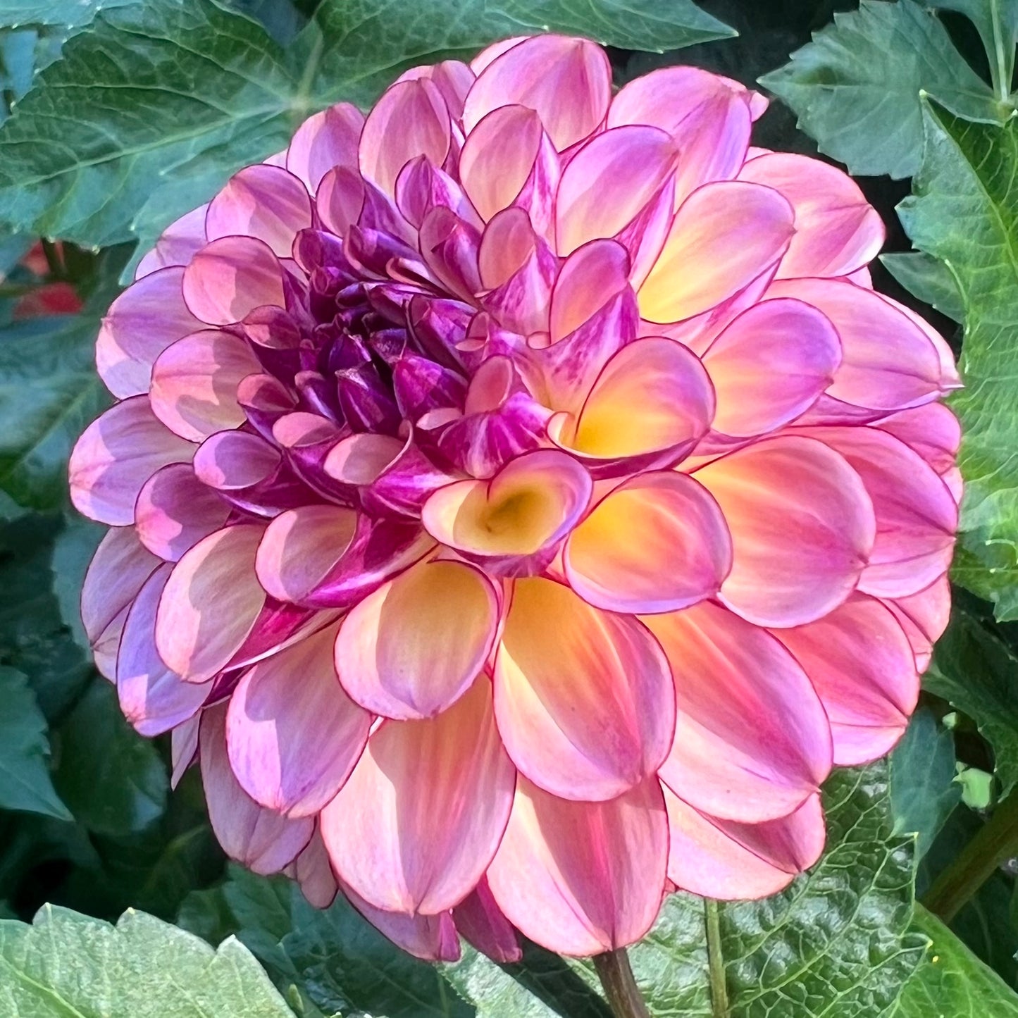 'Ferncliff Thunder' Tuber