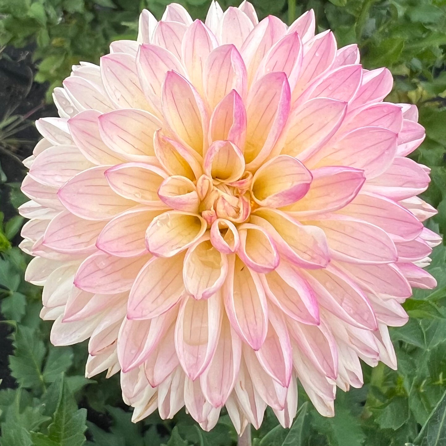 'Valley Porcupine' Tuber
