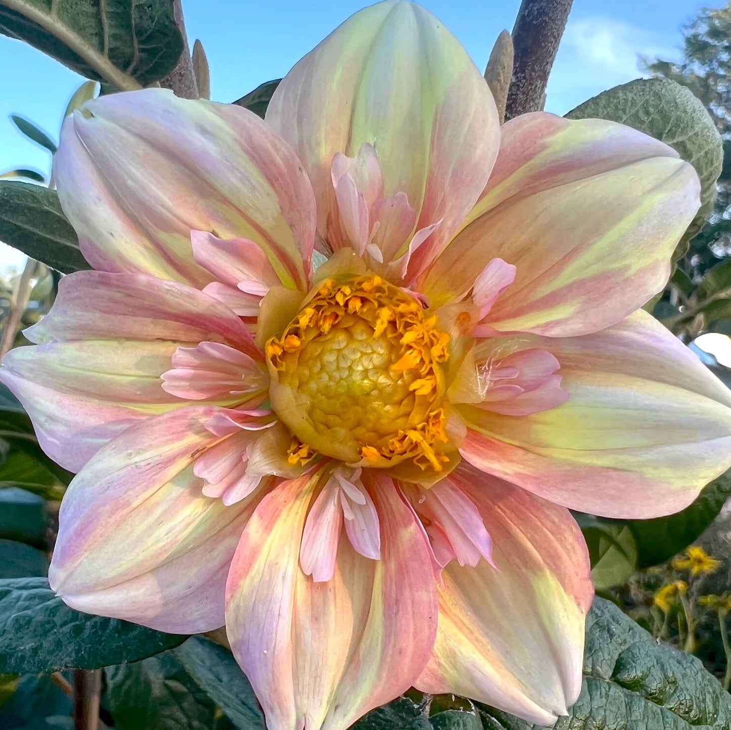 'Apple Blossom' Tuber