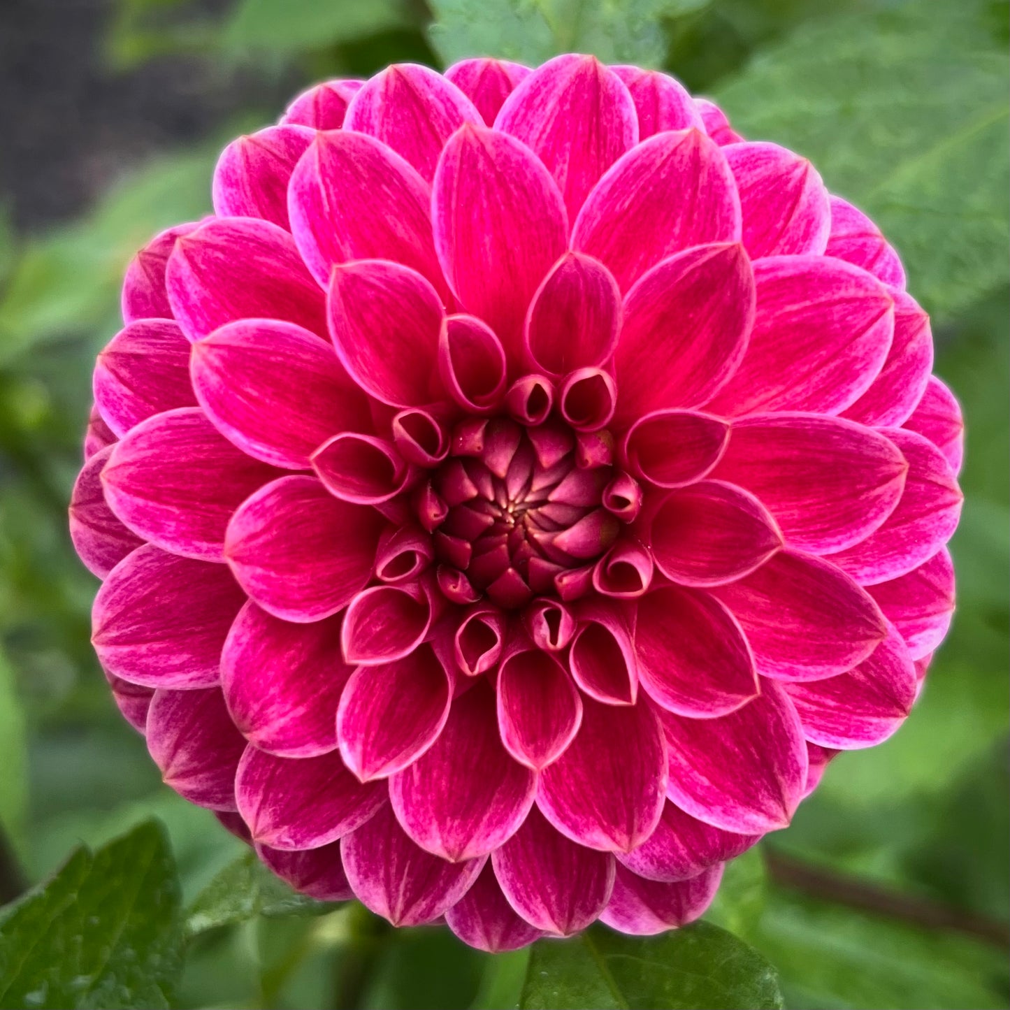 'KA's® Rosie Jo' Tuber