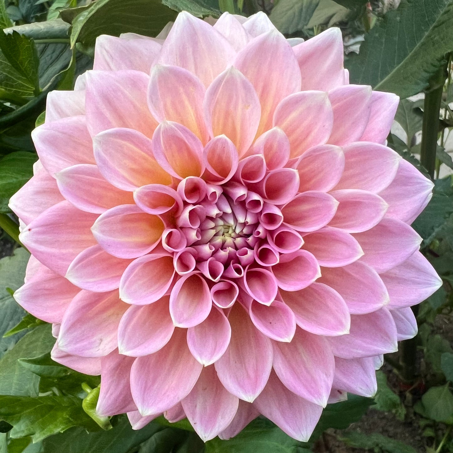 'Castle Drive' Tuber