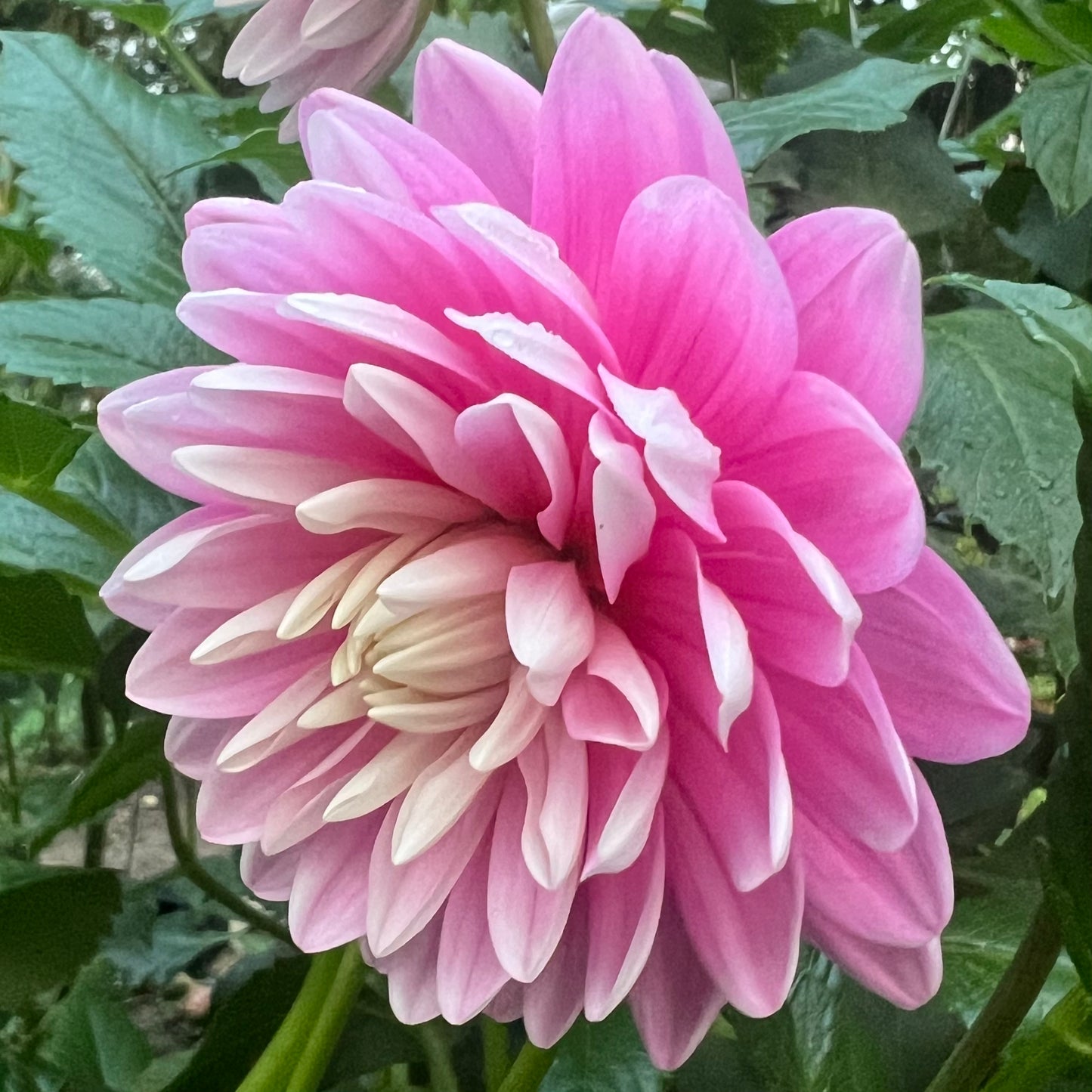 'Hollyhill Pink Parfait' Tuber