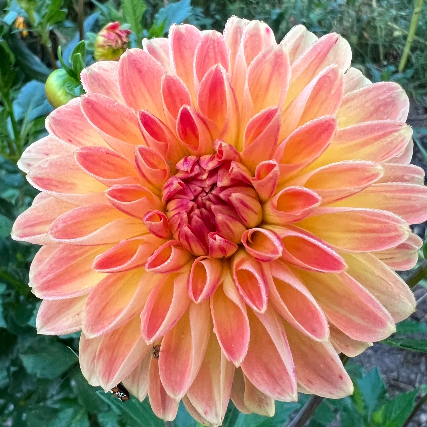 'Coseytown Neon Flash' Tuber SPRING SHIP PRESALE