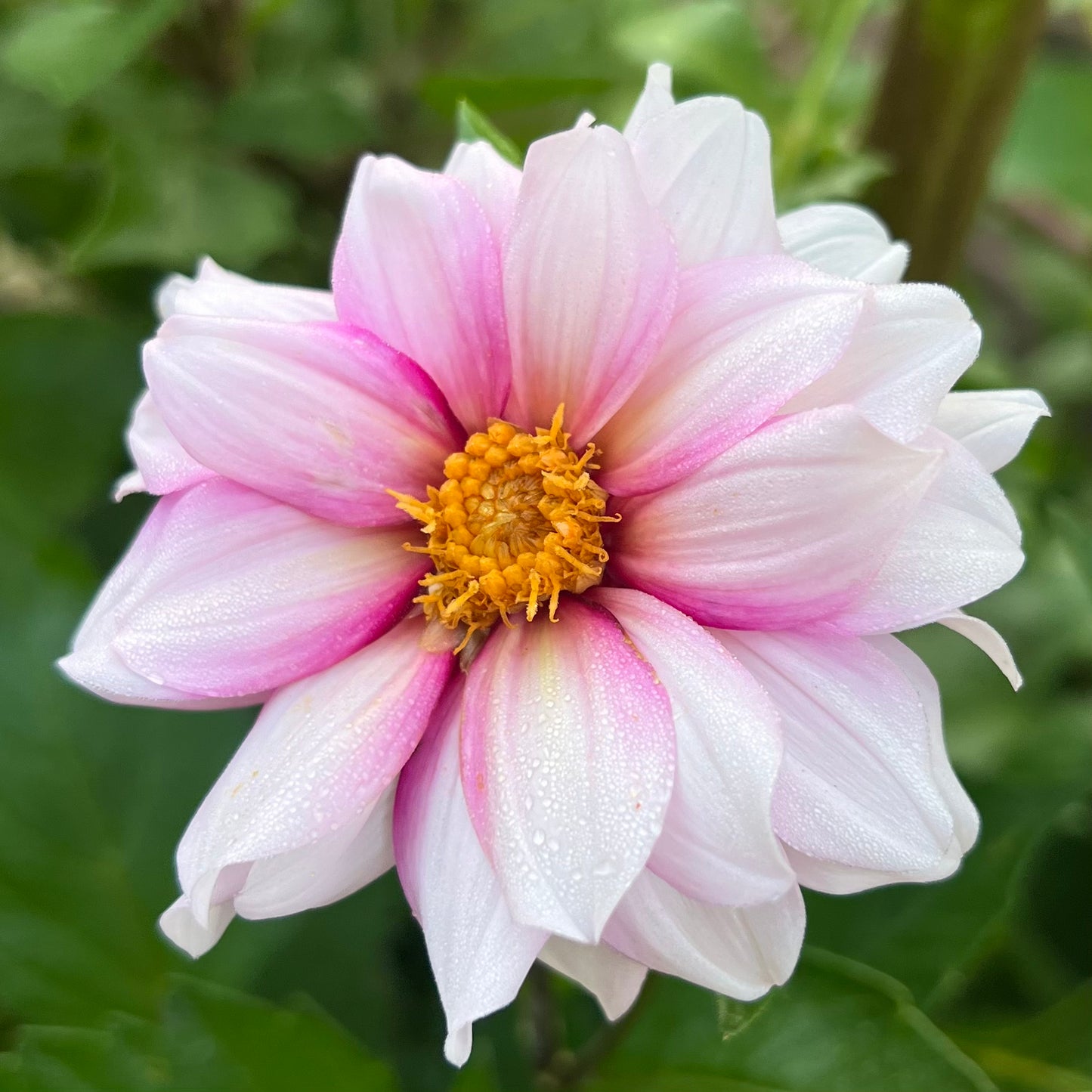 'Edge of Joy' Tuber