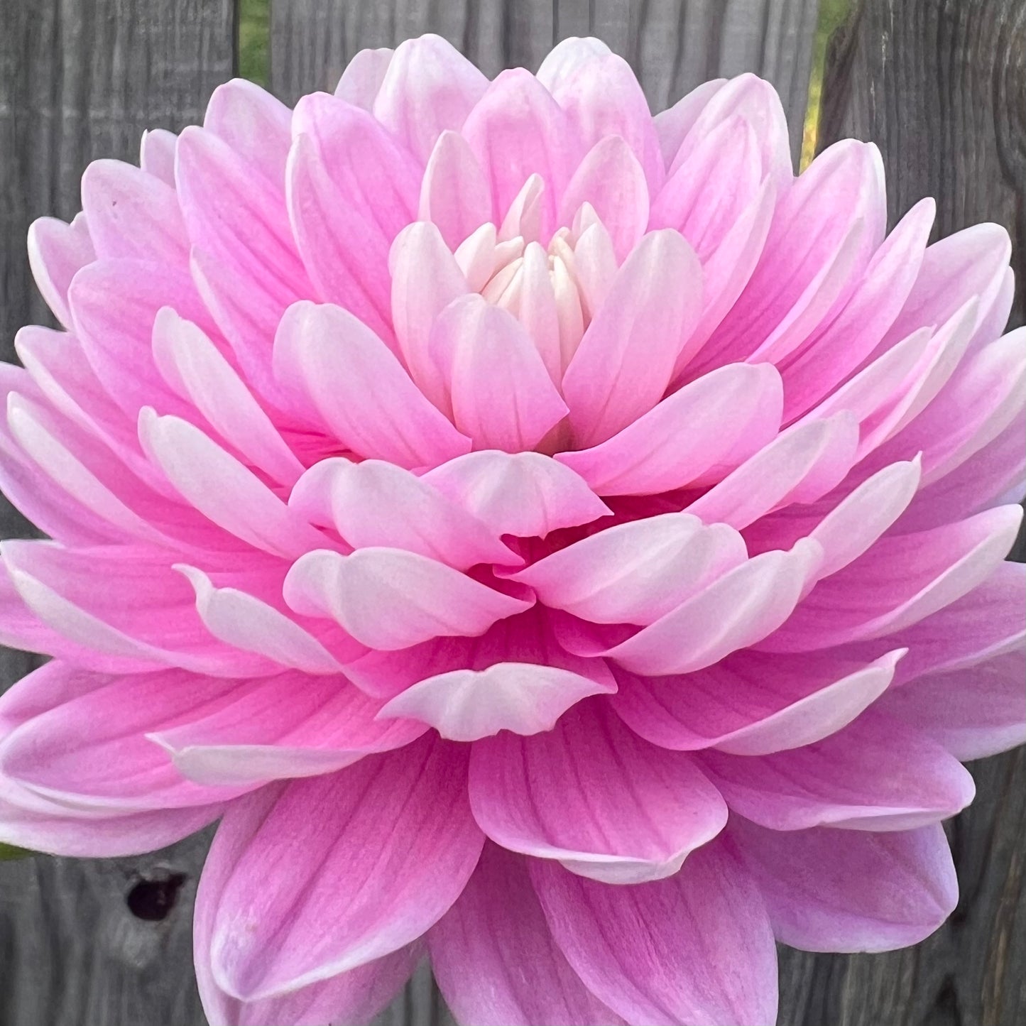 'Hollyhill Pink Parfait' Tuber
