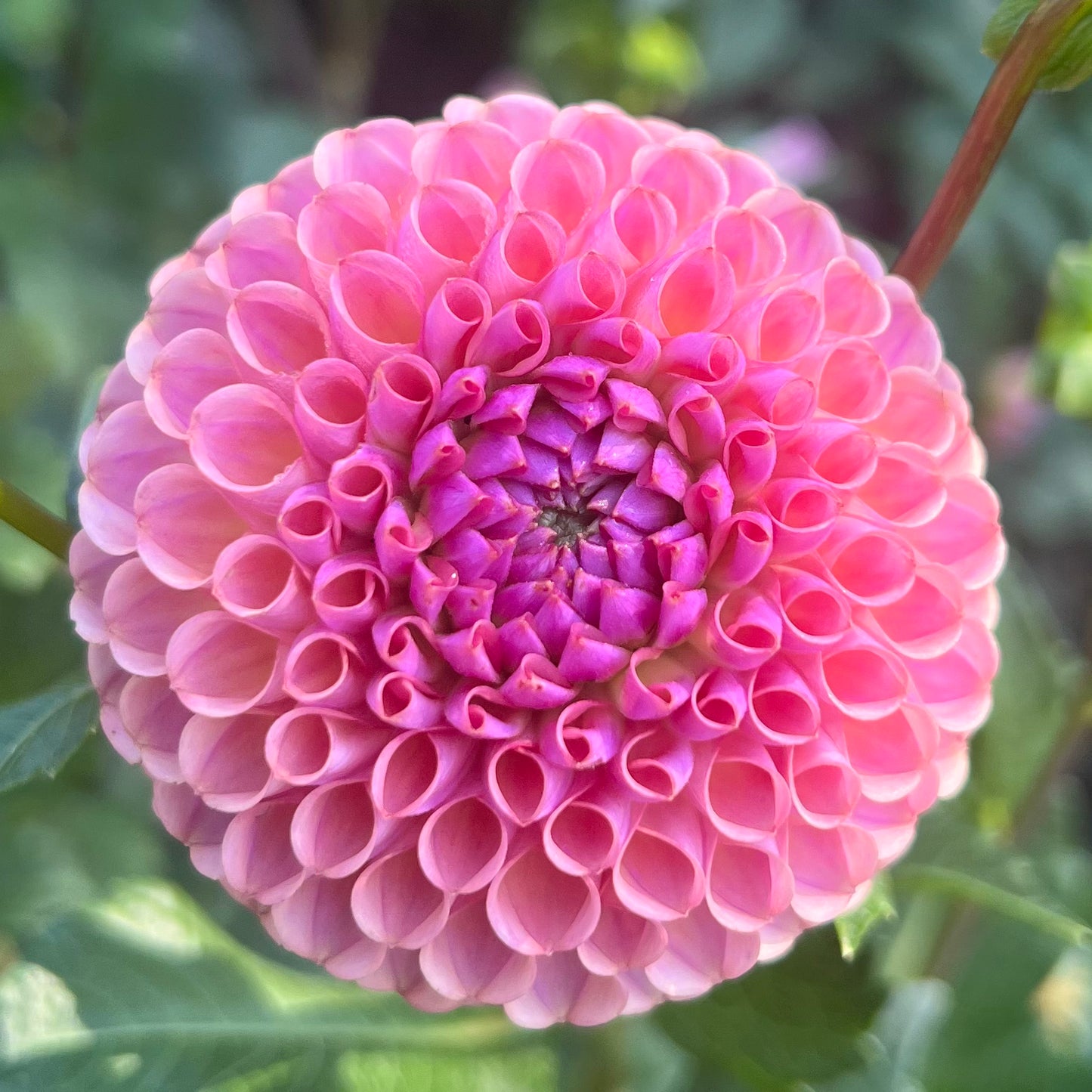 'Caitlin's Joy' Tuber SPRING SHIP PRESALE