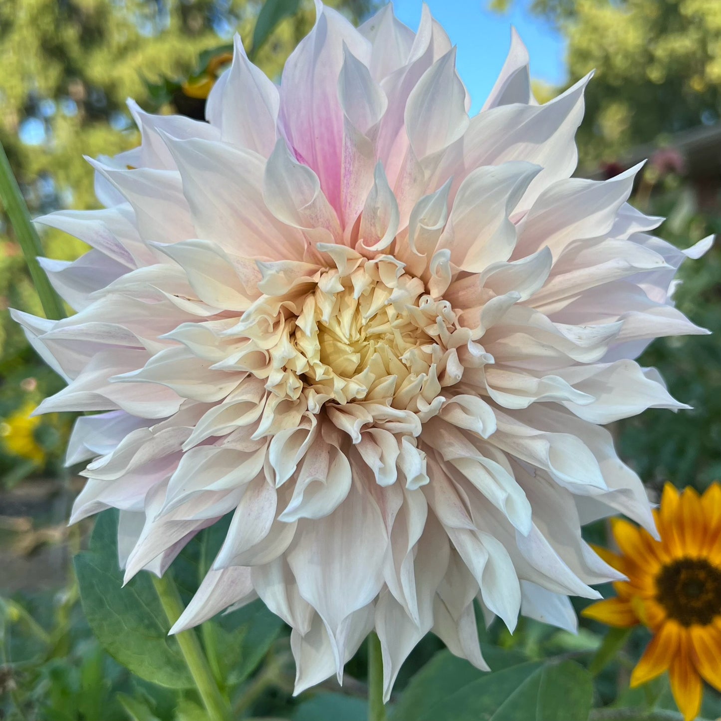 'KA's® Lavender Blush' Tuber