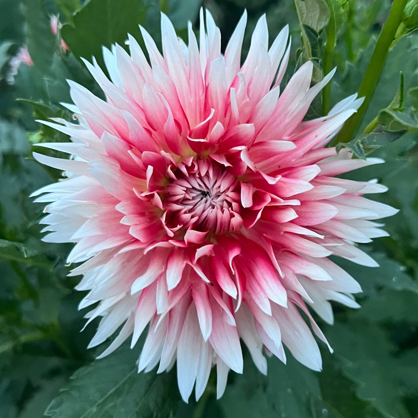 'Hapet Austria Lace' Tuber