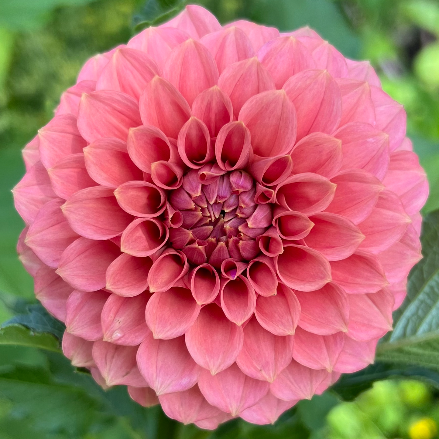 'KA's® Keltie Rose' Tuber