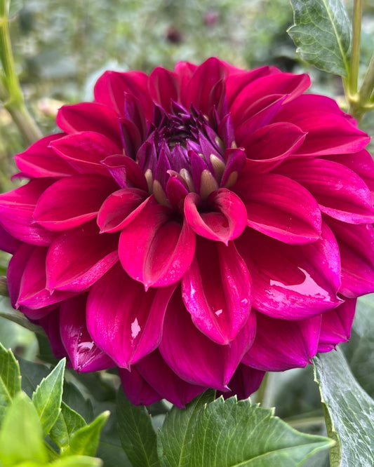 'Camano Concord' Tuber