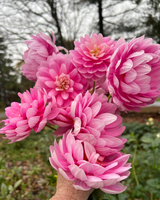'Hollyhill Pink Parfait' Tuber