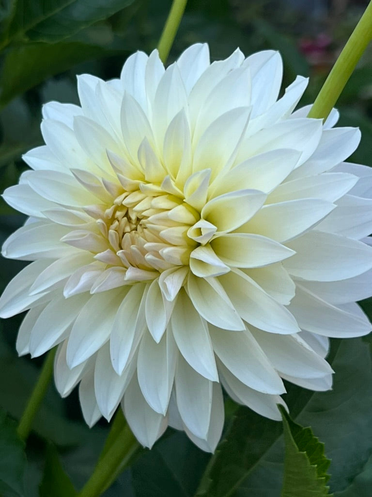 'KA's® Snow Jo' Tuber
