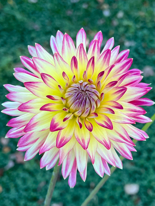 'Maks Kaleidoscope' Tuber