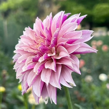 'River's Artichoke' Tuber